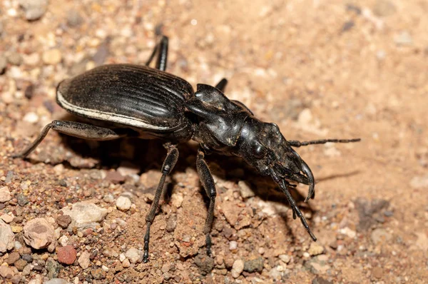 Büyük Zemin Böceği Anthia Cintipennis Namib Çölü Nde Böcek Yırtıcı — Stok fotoğraf