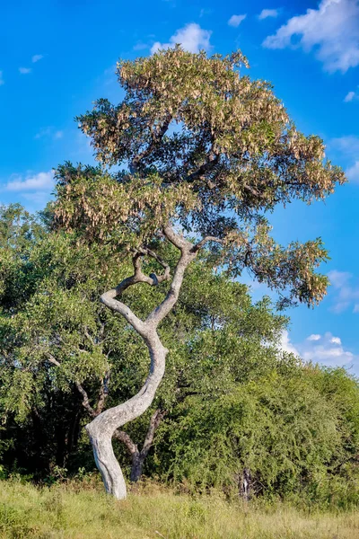 典型的非洲景观与美丽的弯曲的树在国家公园 Bwabwata Caprivi 纳米比亚荒野 — 图库照片