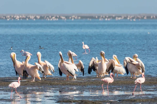 Walvis Körfezi Namibya Pembe Sırtlı Pelikan Pembe Flamingo Kolonisi — Stok fotoğraf