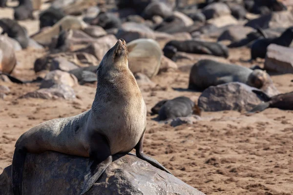 Huge Colony Brown Fur Seal Cape Cross Namibia Safari Wildlife — Stock Photo, Image