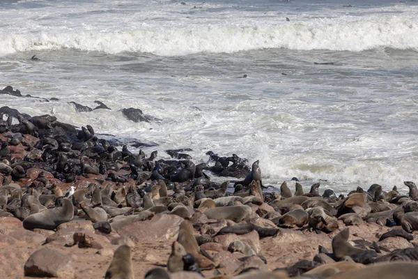Enorme Colônia Foca Pele Marrom Cape Cross Namíbia Safari Vida — Fotografia de Stock
