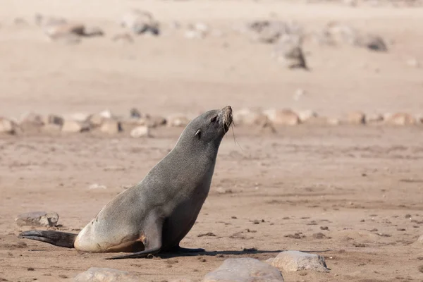Baby Brown Fur Seal Sea Cape Cross Colony Namibia Safari — Stock Photo, Image