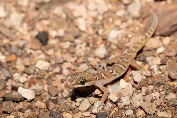 Small Night Gecko Natural Habitat Namib Desert Stenodactylus Petrii Brandberg — Stock Photo, Image