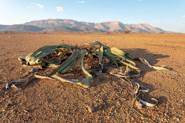 Welwitschia Mirabilis Planta Pré Histórica Brandberg Montanha Erongo Namíbia Incrível — Fotografia de Stock