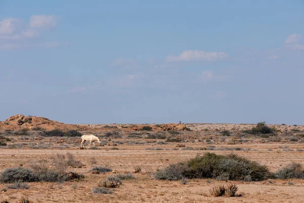 Άγριο Άλογο Έρημο Namib Σπάνιων Άγριων Αλόγων Που Βρέθηκαν Την — Φωτογραφία Αρχείου