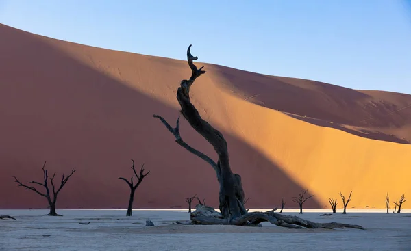 Beautiful Morning Colors Dead Acacia Hidden Dead Vlei Landscape Namib — Stock Photo, Image
