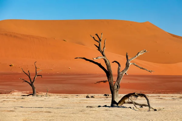 美丽的早晨颜色和死相思在隐藏的死 Vlei 景观在纳米布沙漠 死相思树在山谷与蓝天 纳米比亚 — 图库照片