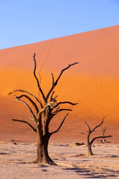 美丽的早晨颜色和死相思在隐藏的死 Vlei 景观在纳米布沙漠 死相思树在山谷与蓝天 纳米比亚 — 图库照片