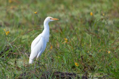 Moremi oyun parkında, Botsvana Afrika safari yaban hayatı güzel kuş balıkçıl ailesi Ardeidae (Bubulcus ibis)