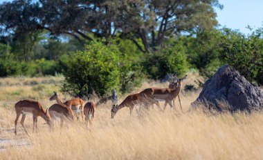 Doğal ortamdaki İmpala antilopları sürüsü, Moremi Oyun Rezervi Botswana, Afrika Vahşi Hayatı