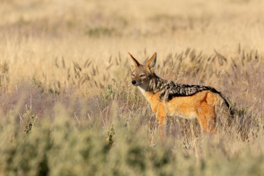 Siyah sırtlı çakal (Canis mesomelas) doğal yaşam alanı Etosha Parkı, Namibya, Afrika safarisi Vahşi Yaşam