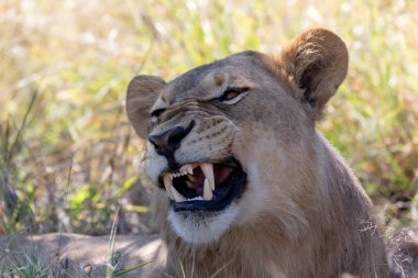 Genç aslan (Panthera leo) dişlerini göstermeyen ve doğal yaşam alanı Savuti 'de kükreyen bir yele olmadan. Botswana Afrika safarisi vahşi yaşam