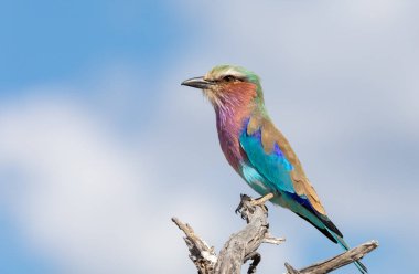 Güzel renkli kuş leylak göğüslü silindir, Coracias uyarıyor, Moremi oyun parkı, Botsvana safarisi ve vahşi yaşam.
