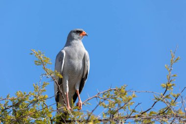 Orta büyüklükteki yırtıcı kuş, soluk tenli atmaca, doğal yaşam alanı Namibya, Afrika 'daki vahşi yaşam, Etosha' daki dikenli akasya dalına tünemişti.