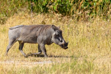 Doğal yaşam alanı Moremi oyun parkında, Botsvana safari yaban hayatı Afrika domuzu (Phacochoerus)