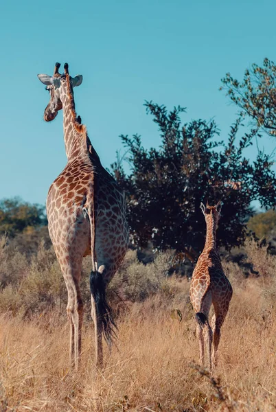 Beautiful South African Giraffe Calf Natural Habitat African Bush Moremi — Stock Photo, Image