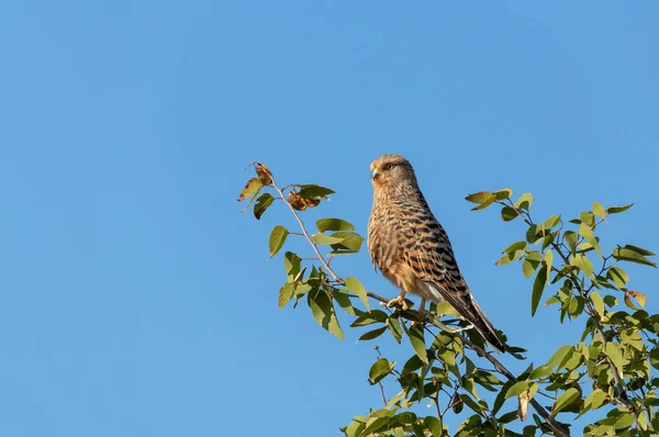 Turmfalke Falco Rupicoloides Hockt Einem Baum Natiralem Lebensraum Vor Blauem — Stockfoto