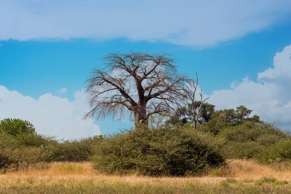 Beau Paysage Verdoyant Dans Réserve Naturelle Moremi Après Saison Des — Photo