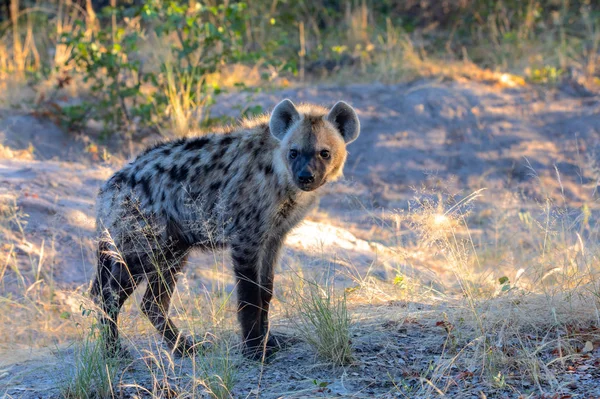 Pequeño Bebé Lindo Hiena Manchada Hyaena Hyaena Hábitat Natural Reserva — Foto de Stock