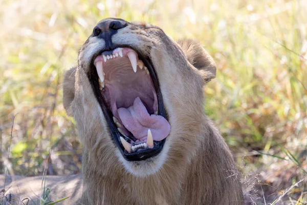 Young Lion Panthera Leo Mane Showing Teeth Roaring Natural Habitat — Stock Photo, Image