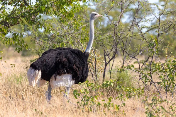 Nagy Madár Strucc Hím Struthio Camelus Természetes Élőhelyen Etosha Namíbia — Stock Fotó