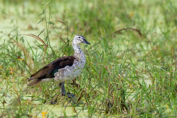 Fêmea Pato Bico Pássaro Sarkidiornis Melanotos Pato Pente Africano Habitat — Fotografia de Stock