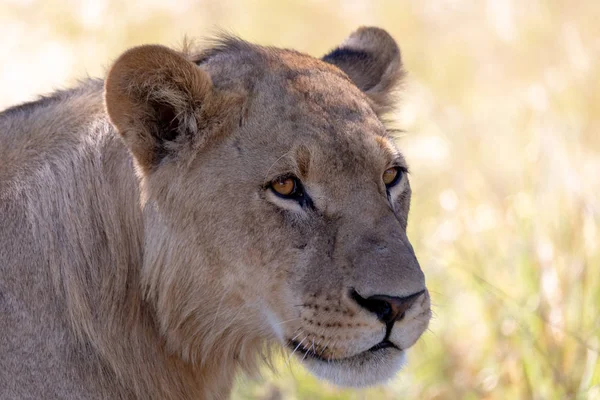 Young Lion Panthera Leo Mane Natural Habitat Savuti Game Reserve — Stock Photo, Image