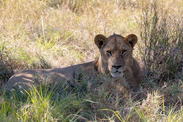 young lion (Panthera leo) without a mane in natural habitat Savuti game reserve. Botswana Africa safari wildlife