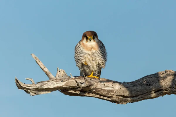 Red Necked Falcon Falco Chicquera Bird Prey Natural Habitat Etosha — Stock Photo, Image