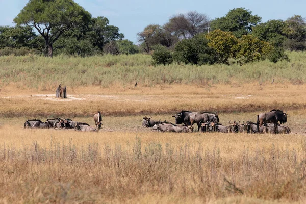 Wild Herd Blue Wildebeest Gnu Natural Habitat Moremi Game Reserve — Stock Photo, Image