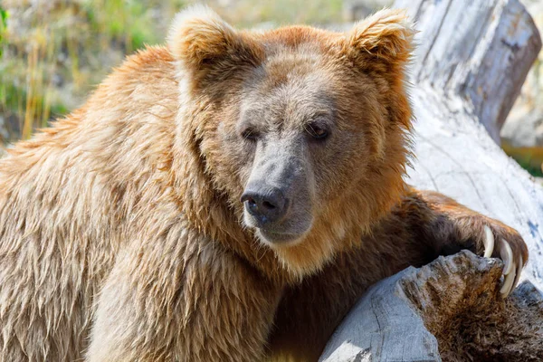 Oso Pardo Del Himalaya Ursus Arctos Isabellinus También Conocido Como — Foto de Stock