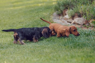 Kahverengi cüce dachshund 'un tatlı dişisi, diğer dachshund' larla oynayan safkan köpek.