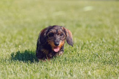 Kahverengi cüce dachshund 'un tatlı dişisi, otların arasında koşan safkan bir köpek.