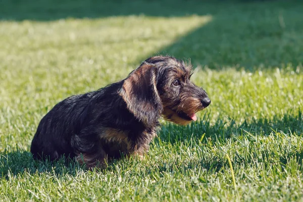 Schattig Vrouwtje Van Bruine Dwerg Teckel Raszuivere Fokhond Gras — Stockfoto