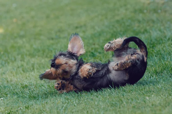 cute female of brown dwarf dachshund, purebred breeding dog in grass