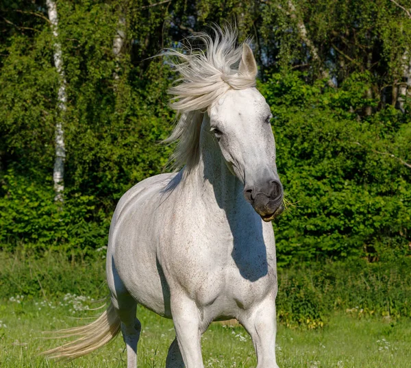 Schönes Weißes Pferd Läuft Frühling Weide Auf Bauernhof Ländliche Szene — Stockfoto