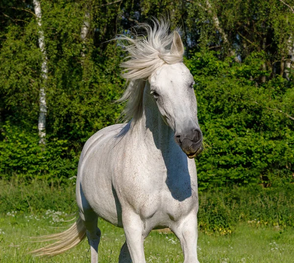 Hermoso Caballo Blanco Corriendo Prado Pasto Primavera Granja Paisaje Rural — Foto de Stock