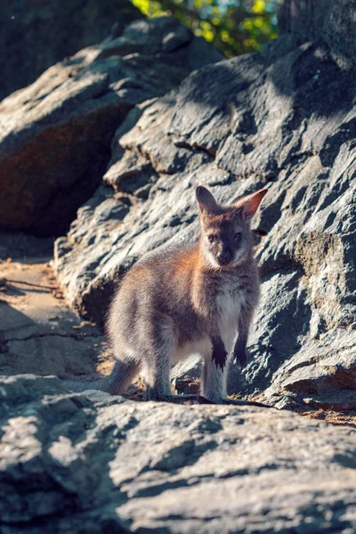 Kanguru Türünün Sevimli Bebeği Kayanın Üzerinde Kırmızı Boyunlu Valabi — Stok fotoğraf