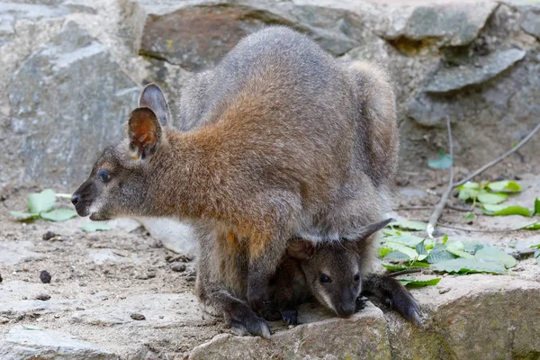 Linda Madre Canguro Con Bebé Bolsa Wallaby Cuello Rojo Macropus — Foto de Stock