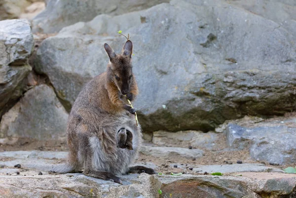 Çantasında Bebek Olan Tatlı Kanguru Anne Kırmızı Boyunlu Wallaby Macropus — Stok fotoğraf