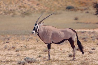 Gemsbok, Kalahari 'deki Oryx ceylanı, yağmur mevsiminden sonra uzun çimenleri olan yeşil çöl. Kgalagadi Sınır Ötesi Parkı, Güney Afrika Vahşi Yaşam Safarisi