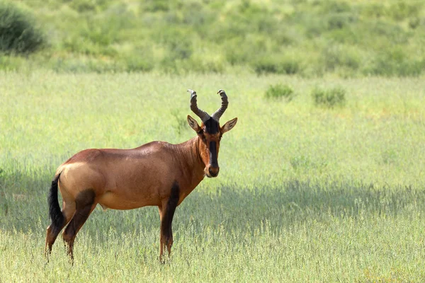 在卡拉哈里的红色沙漠 Alcelaphus Buselaphus Caama 雨季过后的绿色沙漠 Kgalagadi跨国界公园 南非野生动物狩猎 — 图库照片