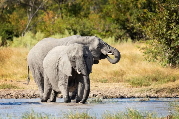 Majestic African Elephant Waterhole Moremi Game Reserve Botswana Africa Safari — Stock Photo, Image