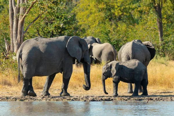 Majestätischer Afrikanischer Elefant Mit Kälberbaby Wasserloch Moremi Wildreservat Botswana Afrika — Stockfoto