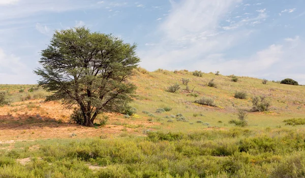 Kalahari Desierto Después Temporada Lluvias Sudáfrica Desierto —  Fotos de Stock