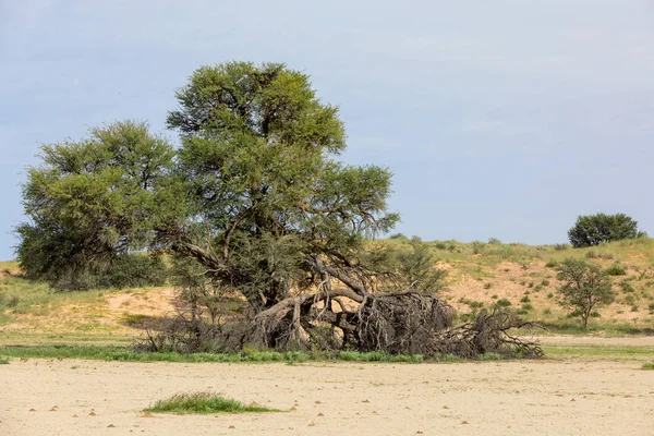 Kalahari Deserto Dopo Stagione Delle Piogge Sud Africa Deserto — Foto Stock
