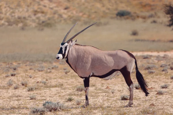 Gemsbok Oryx Gazella Nel Kalahari Deserto Verde Con Erba Alta — Foto Stock