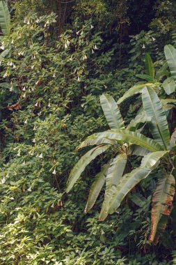 Madagaskar manzarası, vahşi doğa yağmur ormanı, Amber Dağı ulusal parkı.