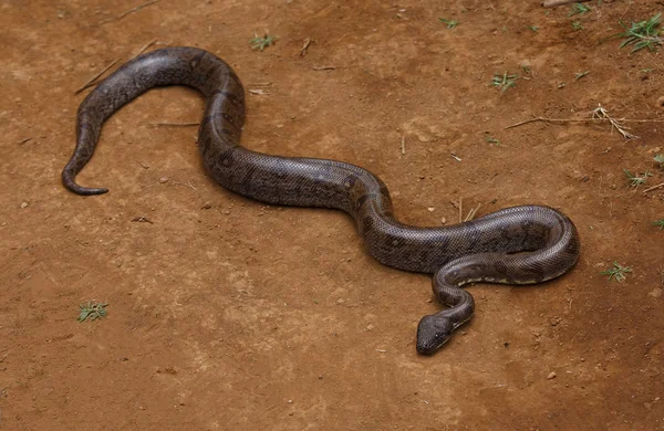 Grote Slang Malagassisch Madagascar Boom Boa Sanzinia Madagascariensis Niet Giftige — Stockfoto