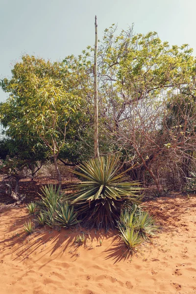 Planta Aloe Paisaje Del Parque Nacional Amber Mountain Madagascar Wilderness — Foto de Stock